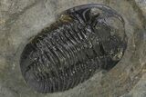 Detailed Gerastos Trilobite Fossil - Morocco #312808-2